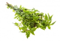 Mint - Frozen herbs