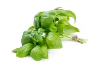 Basil - Culinary herbs