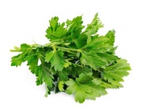 Coriander - Culinary herbs