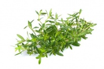Savory - Culinary herbs