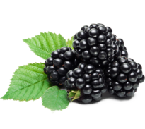 Blackberry - Freeze -dried Fruits