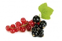 Red and Black Currant - Freeze -dried Fruits